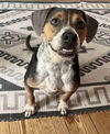 adoptable Dog in , CT named Gray