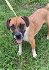 adoptable Dog in ct, CT named Tyson