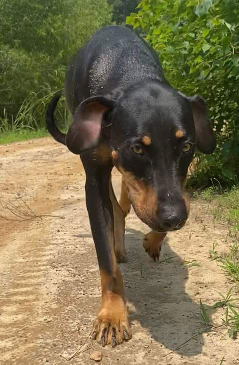 adoptable Dog in Ridgefield, CT named Chester