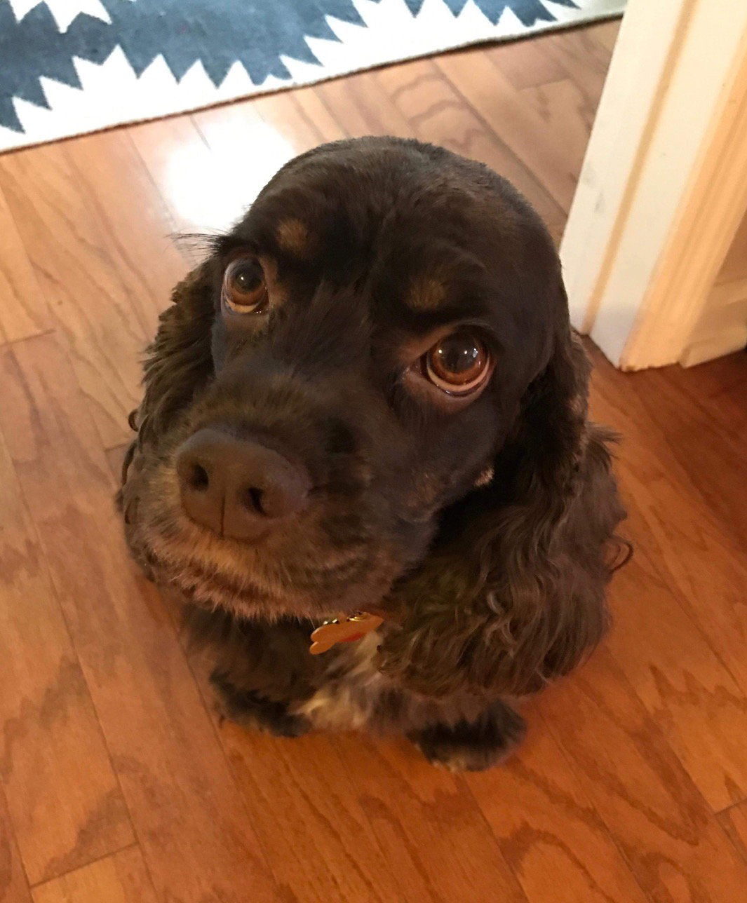 Dog for Adoption Charlotte, a Cocker Spaniel in Elmsford, NY Alpha Paw