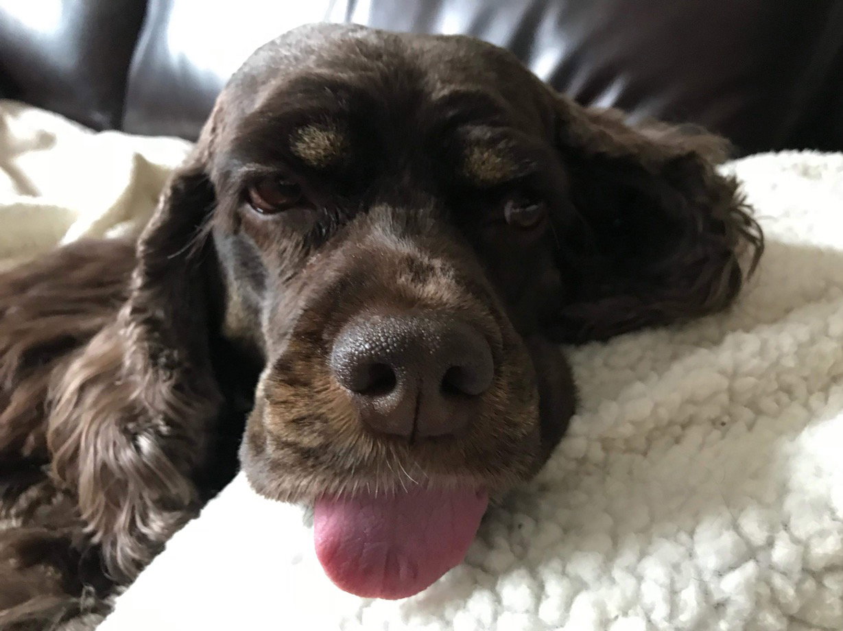 Dog for Adoption Charlotte, a Cocker Spaniel in Elmsford, NY Alpha Paw