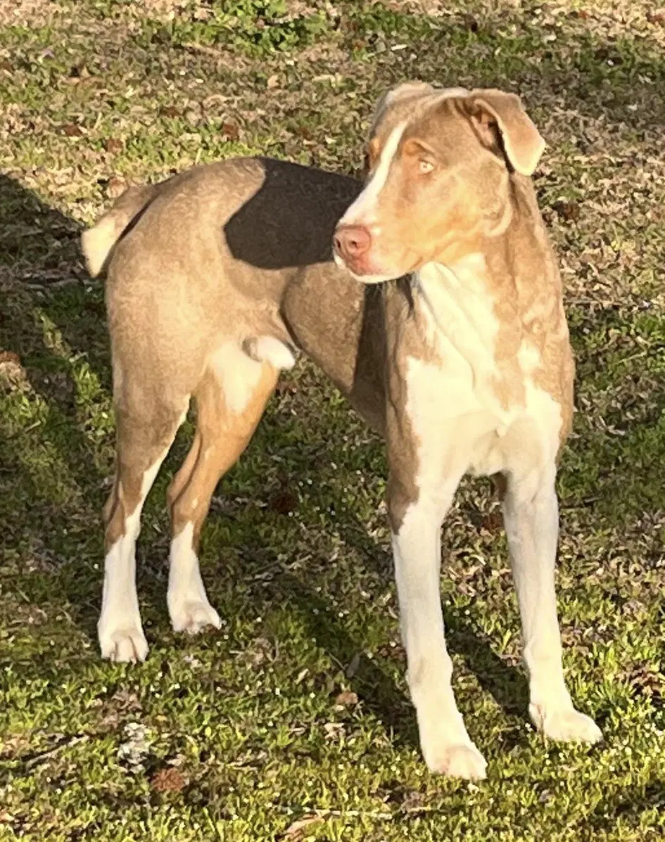 Leo - Hound