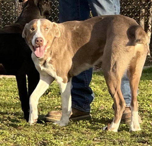 LEO - Hound / Australian Shepherd available for adoption