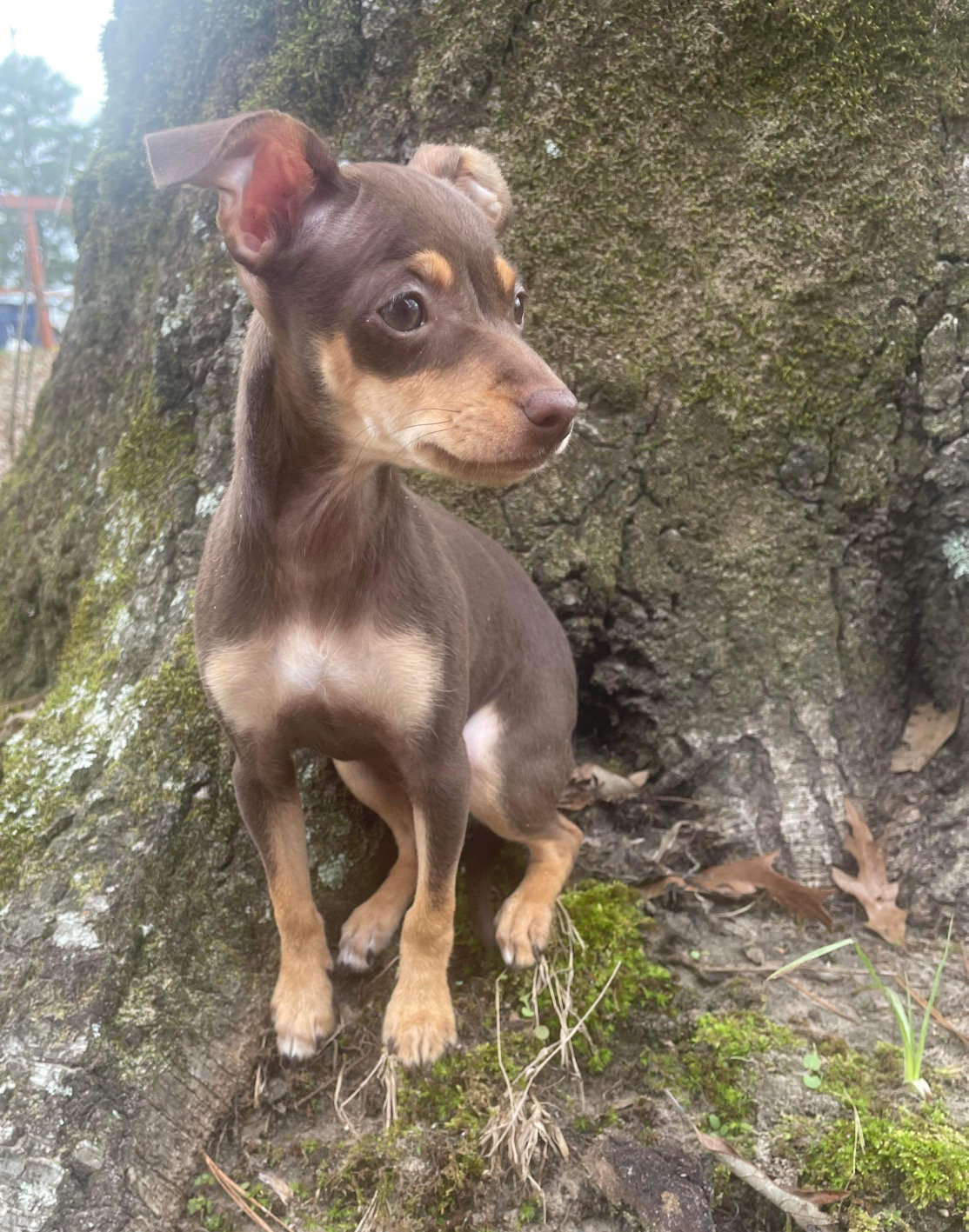 Dog for Adoption Poppy, a Chihuahua in Elmsford, NY Alpha Paw