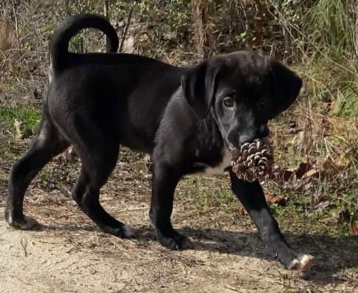 adoptable Dog in Ridgefield, CT named Mimic