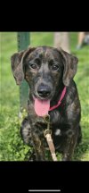 adoptable Dog in ridgefield, CT named Scarlett
