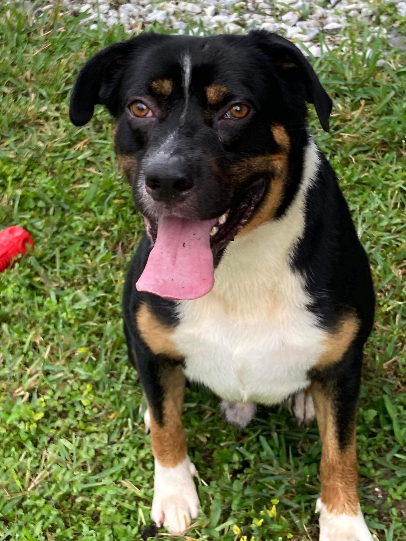 adoptable Dog in Ridgefield, CT named Luke (FL)