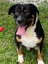 adoptable Dog in  named Luke (FL)