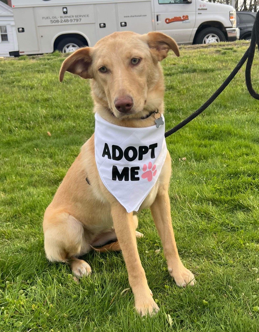 adoptable Dog in Ridgefield, CT named Stella
