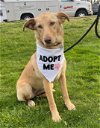 adoptable Dog in , CT named Stella