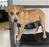 adoptable Dog in  named Diesel