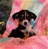 adoptable Dog in ridgefield, CT named Milo