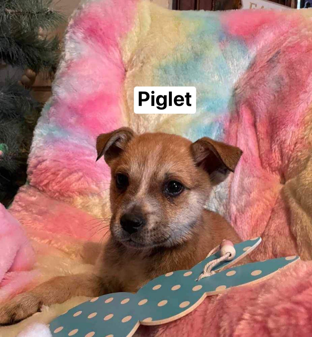 adoptable Dog in Ridgefield, CT named Piglet