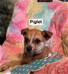 adoptable Dog in , CT named Piglet