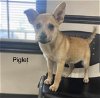 adoptable Dog in  named Piglet