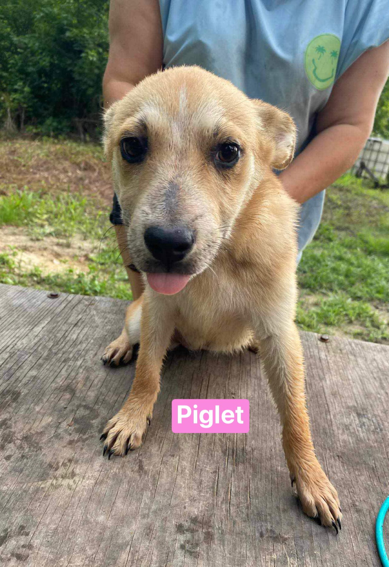 adoptable Dog in Ridgefield, CT named Piglet