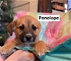 adoptable Dog in , CT named Penelope