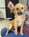 adoptable Dog in  named Penelope
