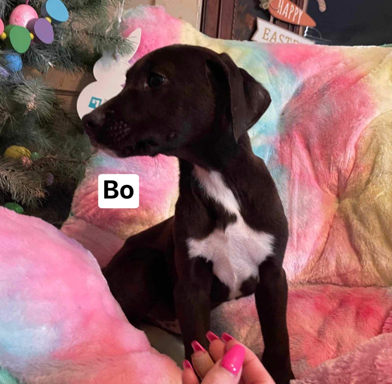 adoptable Dog in Ridgefield, CT named Bo