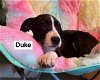 adoptable Dog in , CT named Duke