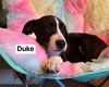 adoptable Dog in  named Duke