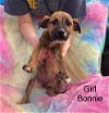 adoptable Dog in ct, CT named Bonnie