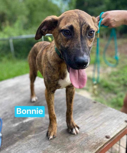 Bonnie — thumbnail 6