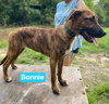 Bonnie - Photo 8