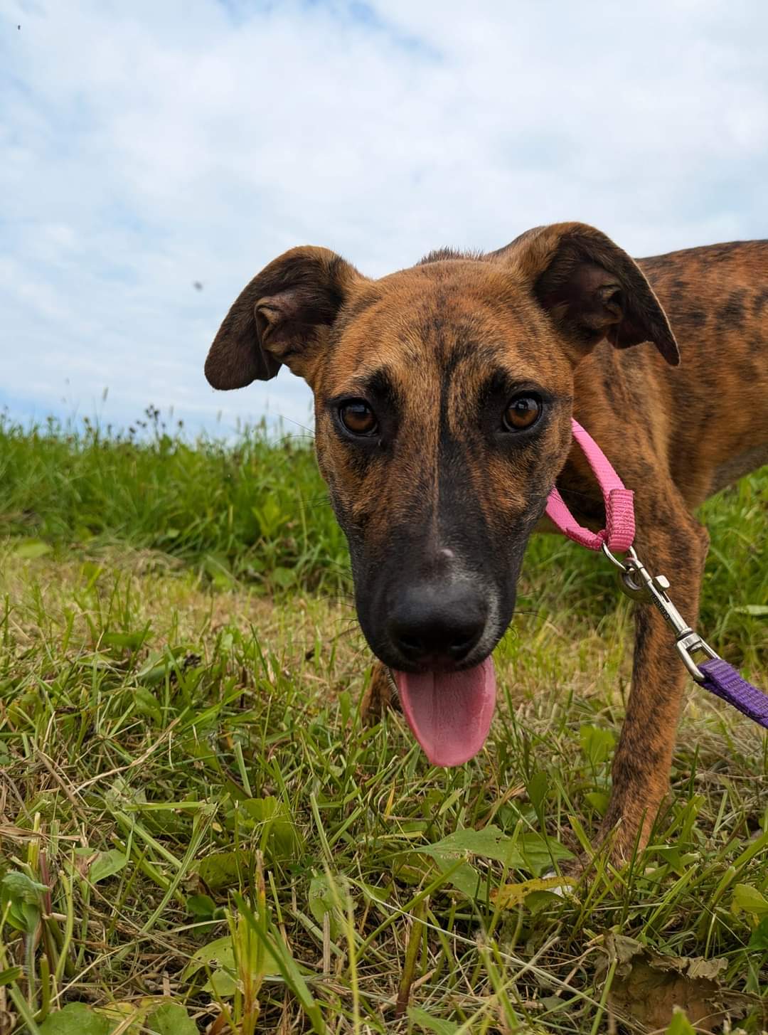 adoptable Dog in Ridgefield, CT named Bonnie