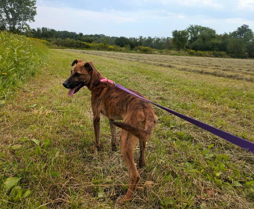 BONNIE - Black Mouth Cur available for adoption