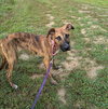 Bonnie - Photo 4