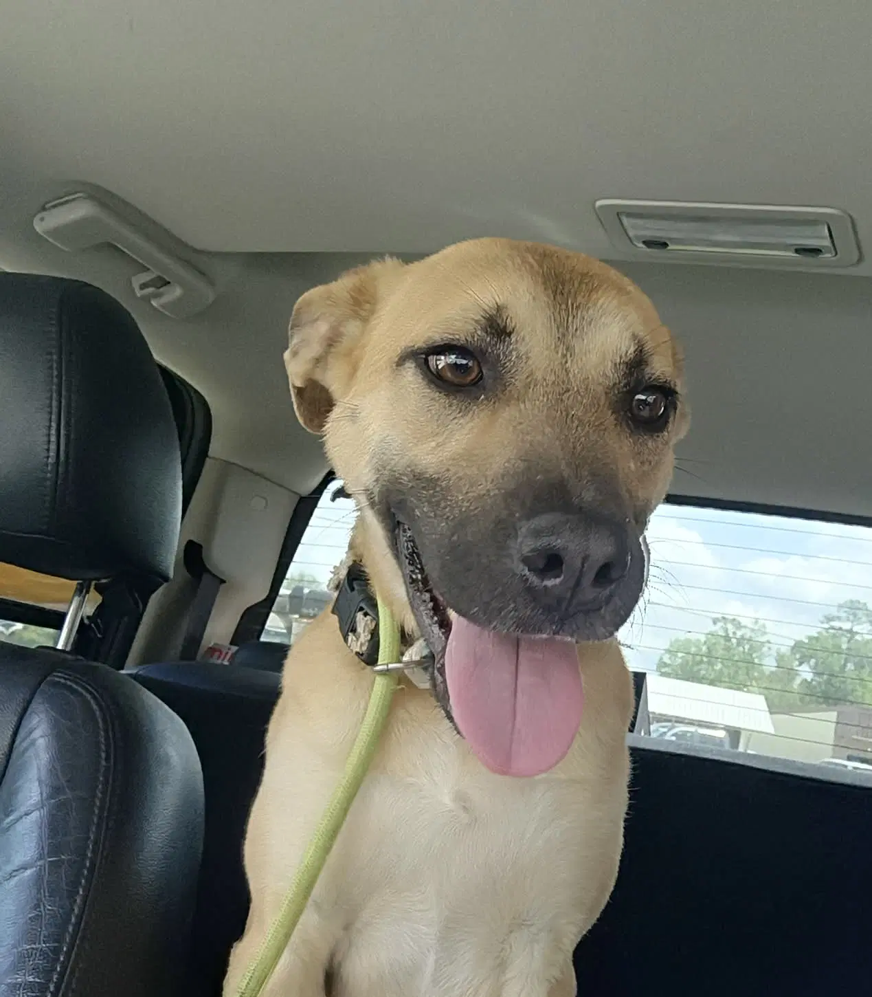 Ava - Black Mouth Cur