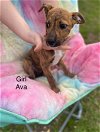 adoptable Dog in ct, CT named Ava