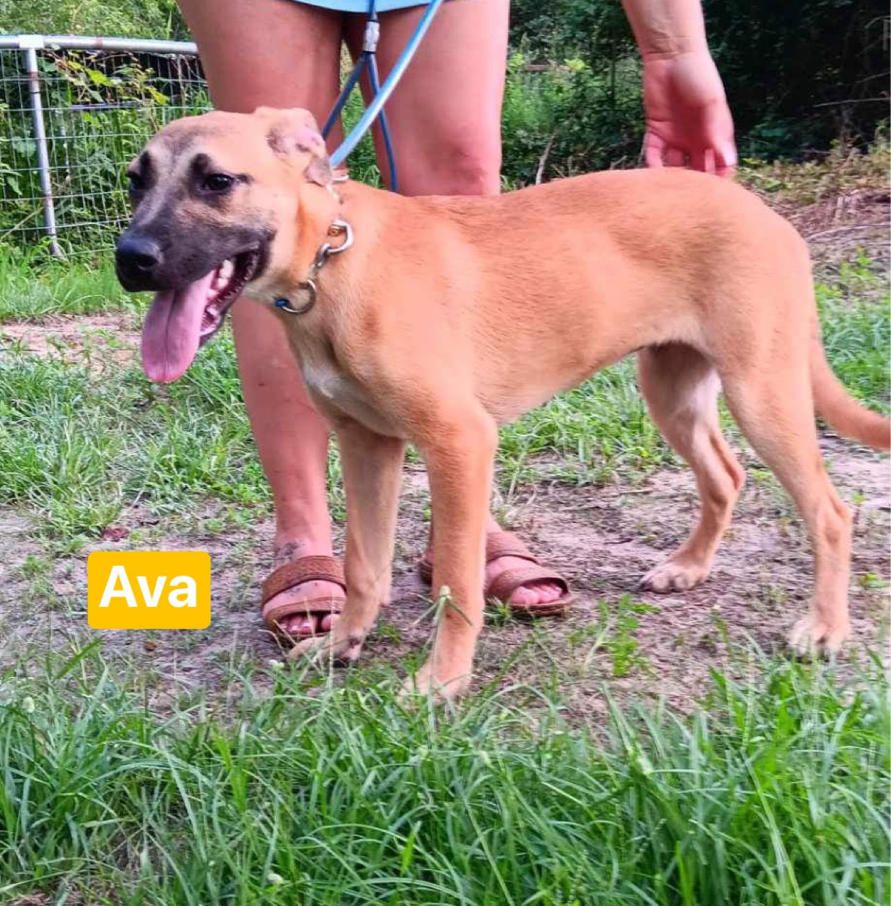 adoptable Dog in Ridgefield, CT named Ava