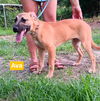 adoptable Dog in , CT named Ava