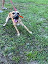 adoptable Dog in , CT named Ava