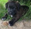 adoptable Dog in ridgefield, CT named Shanti