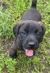 adoptable Dog in ct, CT named Baloo