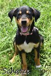 adoptable Dog in ridgefield, CT named Schatze