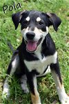 adoptable Dog in ridgefield, CT named Pola