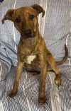 adoptable Dog in  named Aurora