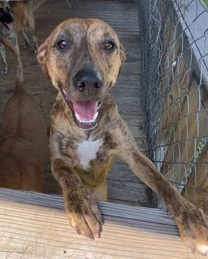 Aurora - Black Mouth Cur