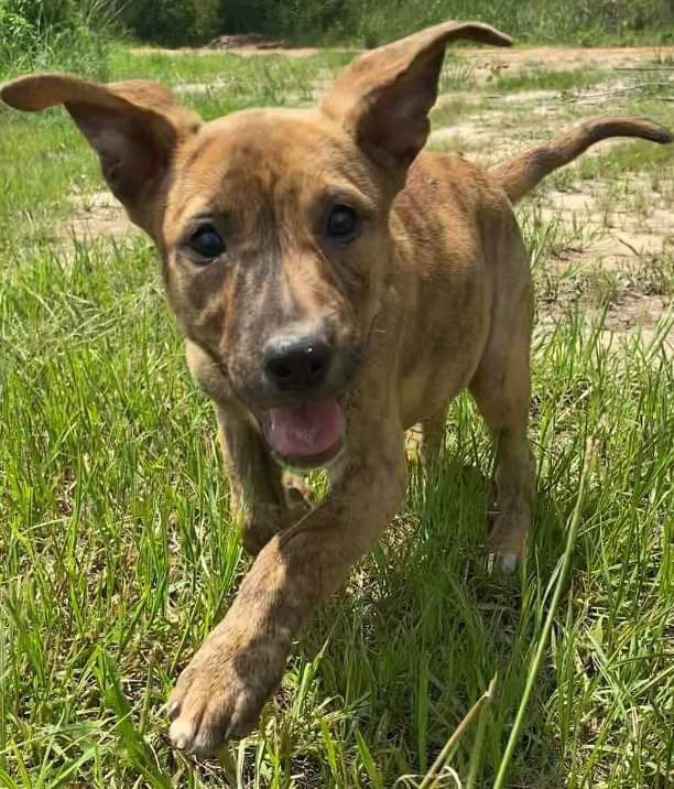 adoptable Dog in Ridgefield, CT named Aurora