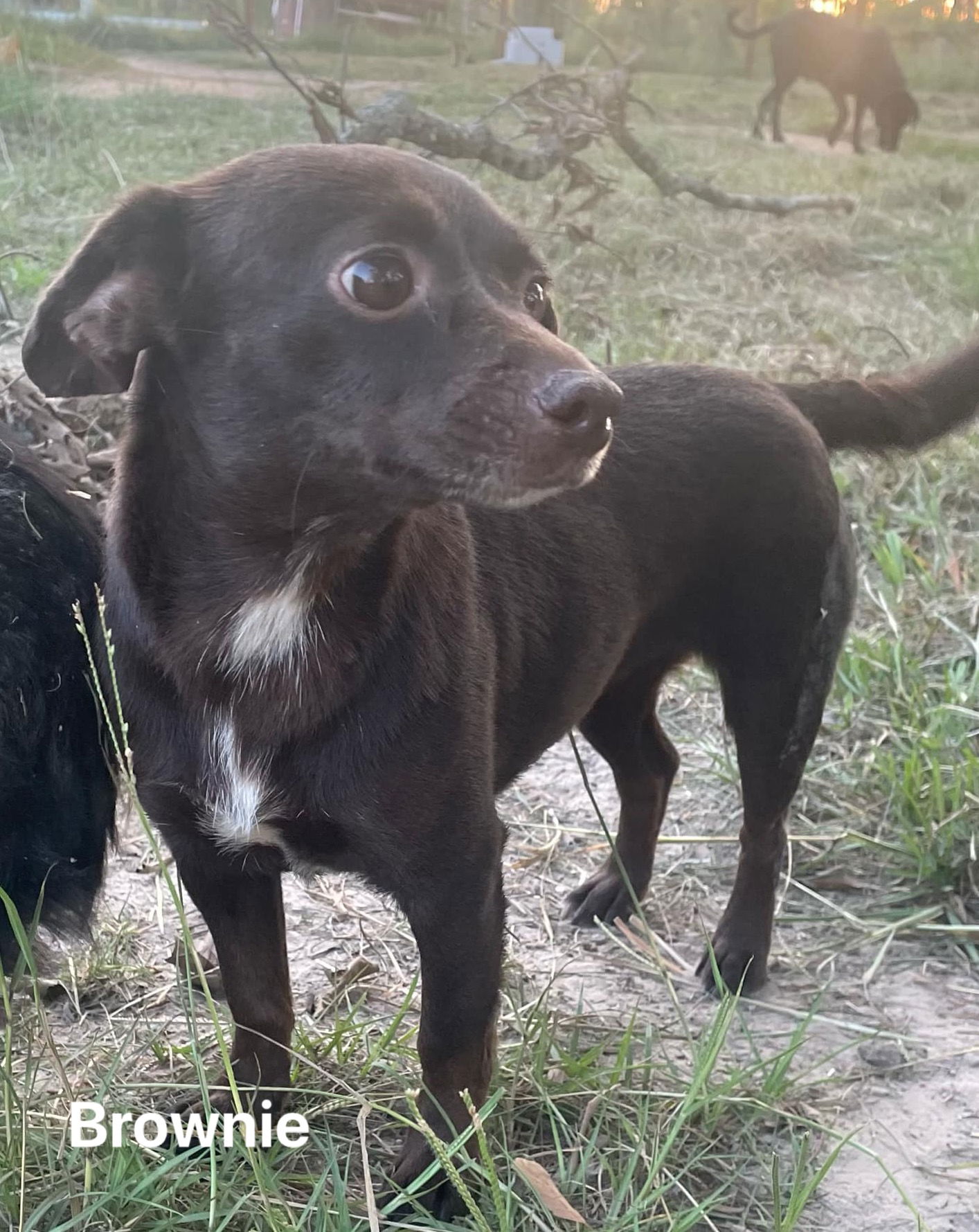 adoptable Dog in Ridgefield, CT named Brownie