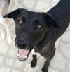 Buttercup - Photo 5