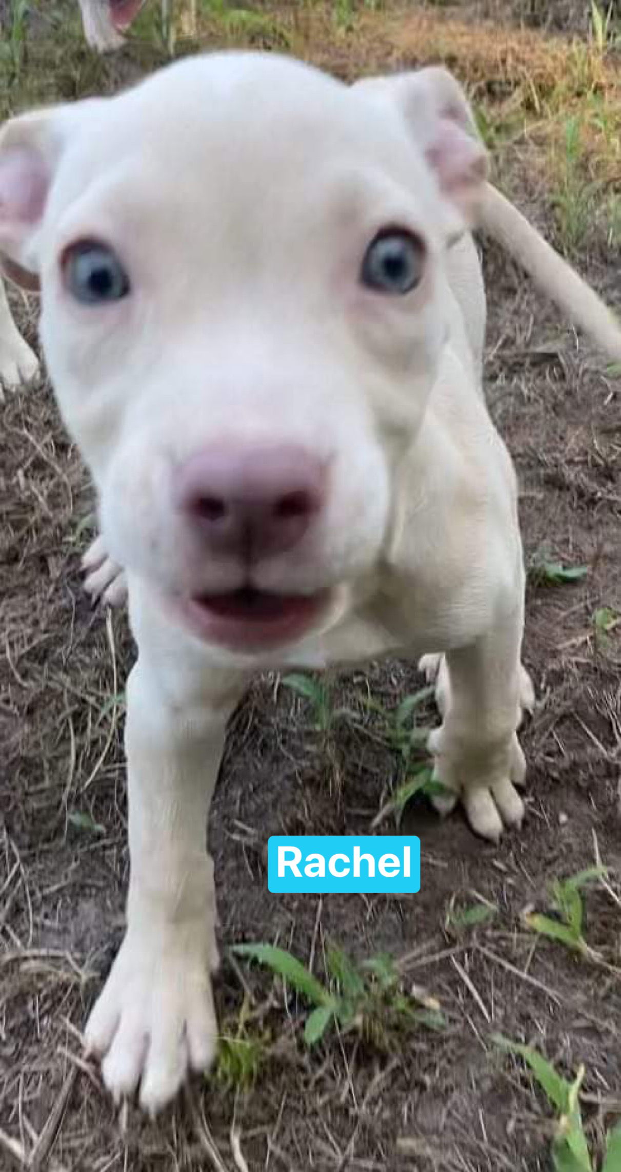 adoptable Dog in Ridgefield, CT named Rachel