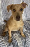 adoptable Dog in ridgefield, CT named Phoebe