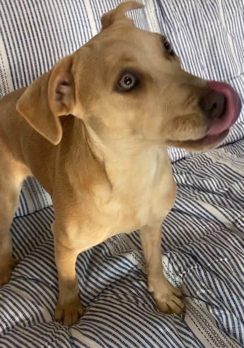 Phoebe photo 6