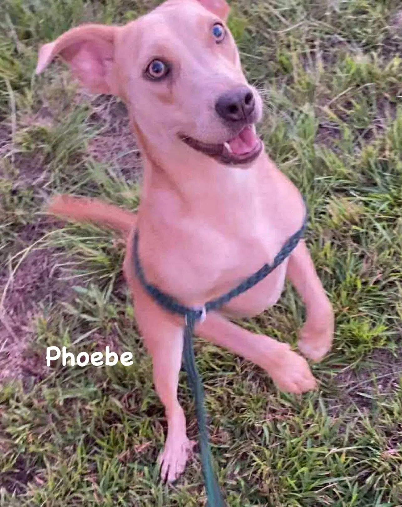 Phoebe image 4