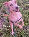 Phoebe - Photo 1